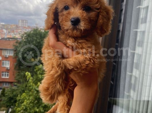 Ev Doğumlu Poodle Yavrularımız görsel