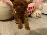Peluş Oyuncak Gi̇bi̇ Toypoodle Bebekler