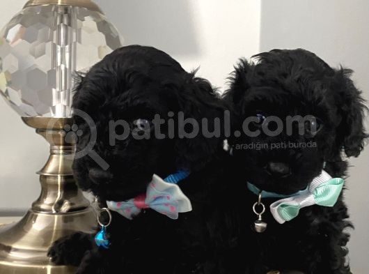 Muhteşem Black Bebi̇şler görsel