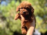 Red Mi̇ni̇ Toy Poodle Yavrular