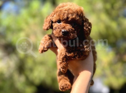 Red Mi̇ni̇ Toy Poodle Yavrular görsel