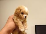 Micro Teacup Kore Kani Toy Poodle Yavrumuz Fi̇ncan Köpek