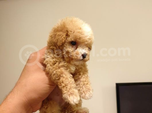 Micro Teacup Kore Kani Toy Poodle Yavrumuz Fi̇ncan Köpek görsel