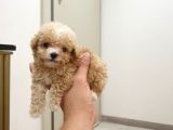 Micro Teacup Kore Kani Toy Poodle Yavrumuz Fi̇ncan Köpek