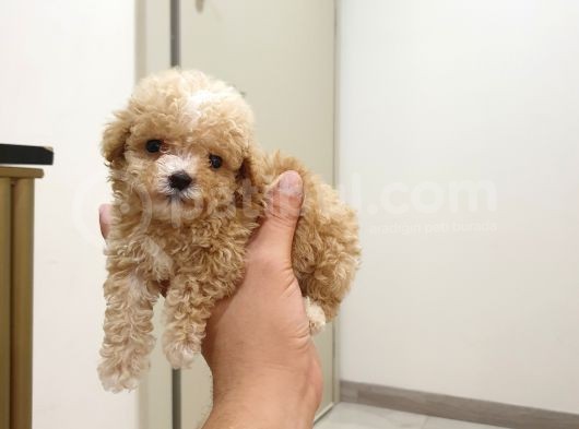 Micro Teacup Kore Kani Toy Poodle Yavrumuz Fi̇ncan Köpek görsel