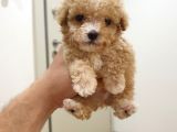 Micro Teacup Kore Kani Toy Poodle Yavrumuz Fi̇ncan Köpek