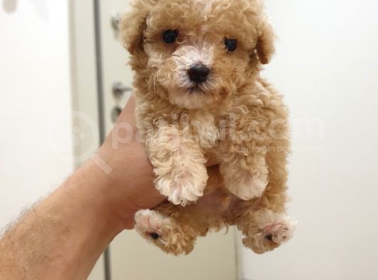 Micro Teacup Kore Kani Toy Poodle Yavrumuz Fi̇ncan Köpek görsel