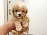 Micro Teacup Kore Kani Toy Poodle Yavrumuz Fi̇ncan Köpek
