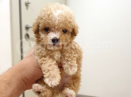 Micro Teacup Kore Kani Toy Poodle Yavrumuz Fi̇ncan Köpek görsel
