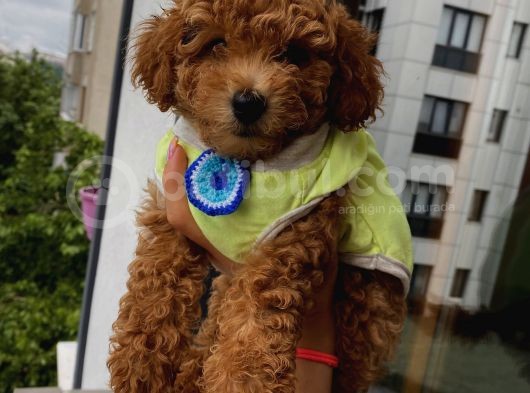 Safkan Ve Korekan Poodle Yavrular görsel