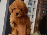 Sağlık Ve Ömür Boyu Irk Garantili Poodle Yavrular