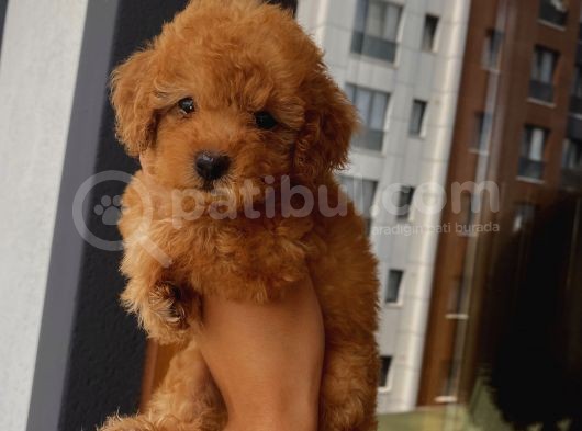 Sağlık Ve Ömür Boyu Irk Garantili Poodle Yavrular görsel