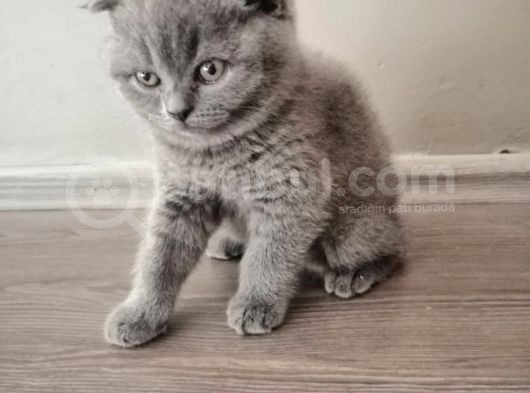 55 Günlük Yavru Scottish Fold görsel