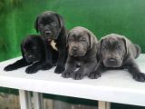 Yüksek Kali̇teli̇ Cane Corso Yavrulari