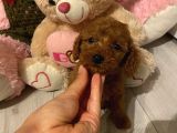 Ev Ortamında Büyüyen Poodle Bebekler
