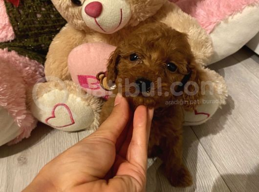 Ev Ortamında Büyüyen Poodle Bebekler görsel