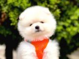 Safkan Teddy Face Pomeranian Yavruları