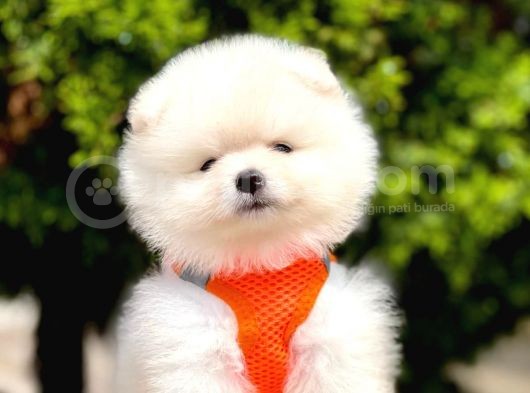 Safkan Teddy Face Pomeranian Yavruları görsel