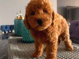 Ev Doğumlu Poodle Yavrularımız
