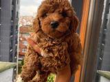 Karamel’in Bebi̇şleri̇i̇i̇