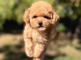 Di̇şi̇ Mi̇ni̇ Toy Poodle Bebeği̇mi̇z