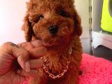 Safkan Toy Poodle Yavrularımız