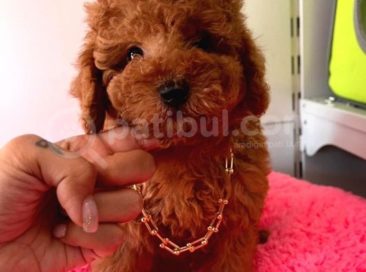 Safkan Toy Poodle Yavrularımız görsel