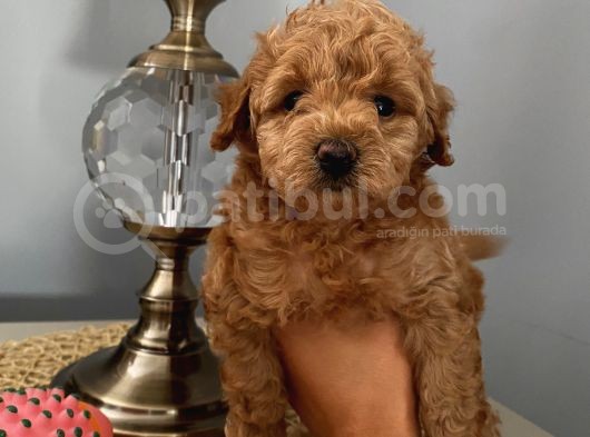Karamelll Toypoodle’ın Bebişleri