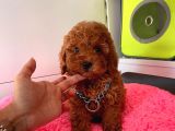 Safkan Toy Poodle Yavrularımız