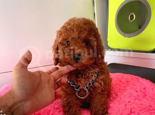 Safkan Toy Poodle Yavrularımız görsel