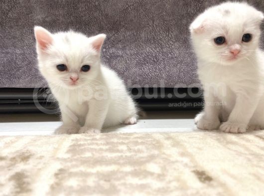 Scottish Fold Scottish Straight Kardeşler görsel