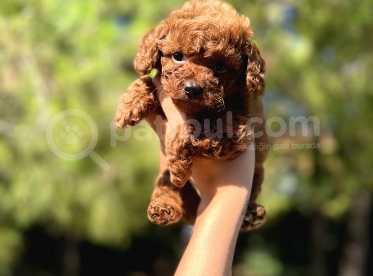 Red Mi̇ni̇ Toy Poodle Yavrular görsel