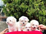 Sevimli Mini Boy Maltese Yavrular