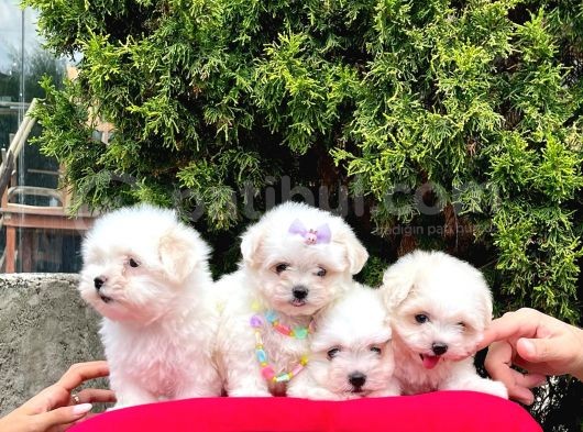 Sevimli Mini Boy Maltese Yavrular görsel