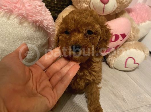 Peluş Oyuncak Gi̇bi̇ Toypoodle Bebekler görsel