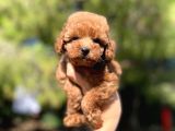 Red Toy Poodle Bebekler