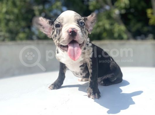 Di̇şi̇ Merle French Bulldog Yavrumuz görsel