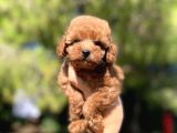 Red Toy Poodle Bebekler