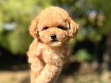 Di̇şi̇ Mi̇ni̇ Toy Poodle Bebeği̇mi̇z