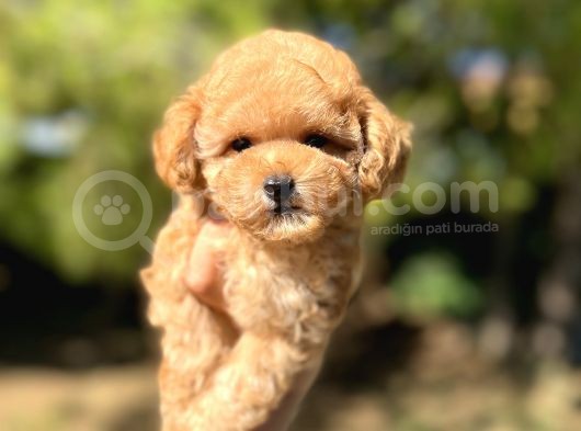 Di̇şi̇ Mi̇ni̇ Toy Poodle Bebeği̇mi̇z görsel