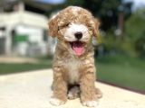 Özel Party Colour Poodle Bebeği̇mi̇z