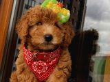 Safkan Ve Korekan Poodle Yavrular