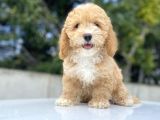 Bebek Yüzlü Malti̇poo Bebekler