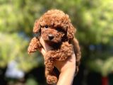 Red Mi̇ni̇ Toy Poodle Yavrular