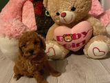 Peluş Oyuncak Gi̇bi̇ Toypoodle Bebekler