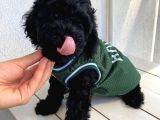 Ev Doğumlu Poodle Yavrularımız