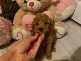 Peluş Oyuncak Gi̇bi̇ Toypoodle Bebekler