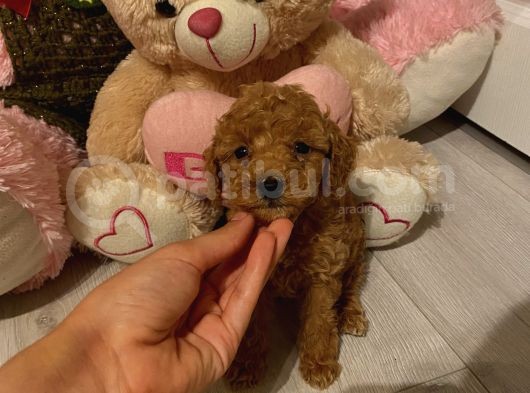 Peluş Oyuncak Gi̇bi̇ Toypoodle Bebekler görsel