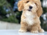 Bebek Yüzlü Malti̇poo Bebekler