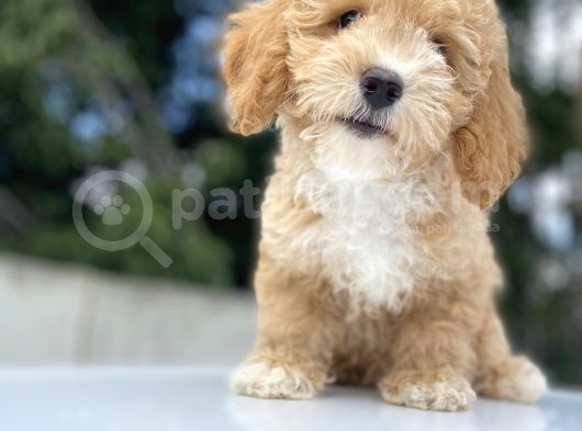 Bebek Yüzlü Malti̇poo Bebekler görsel